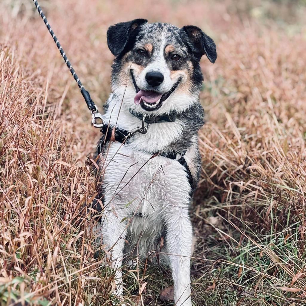 Enlarge Ripple, a Adoptable mixed breed in State College, PA image 5/6