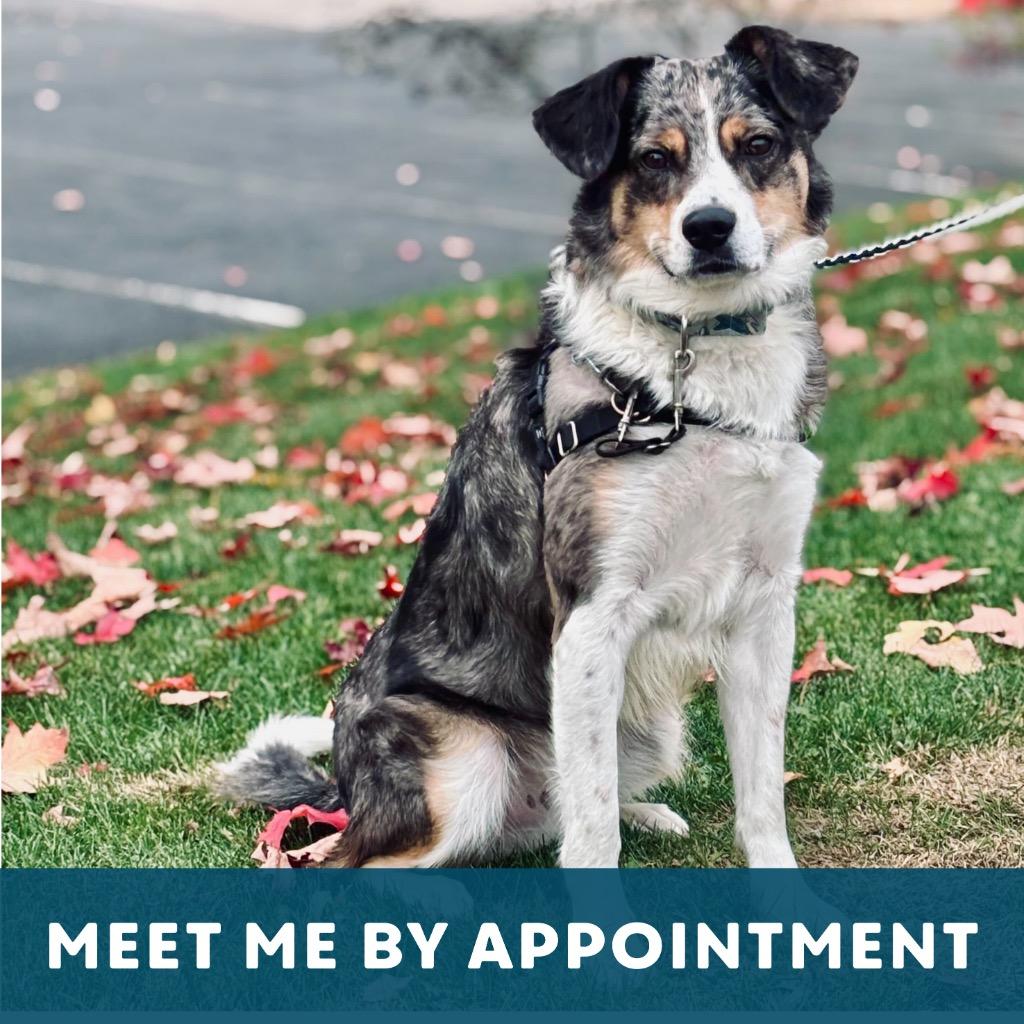 Enlarge Ripple, a Adoptable mixed breed in State College, PA image 6/6