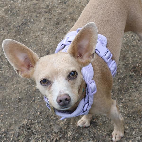 Tibby, Adoptable, Adult Female Chihuahua.