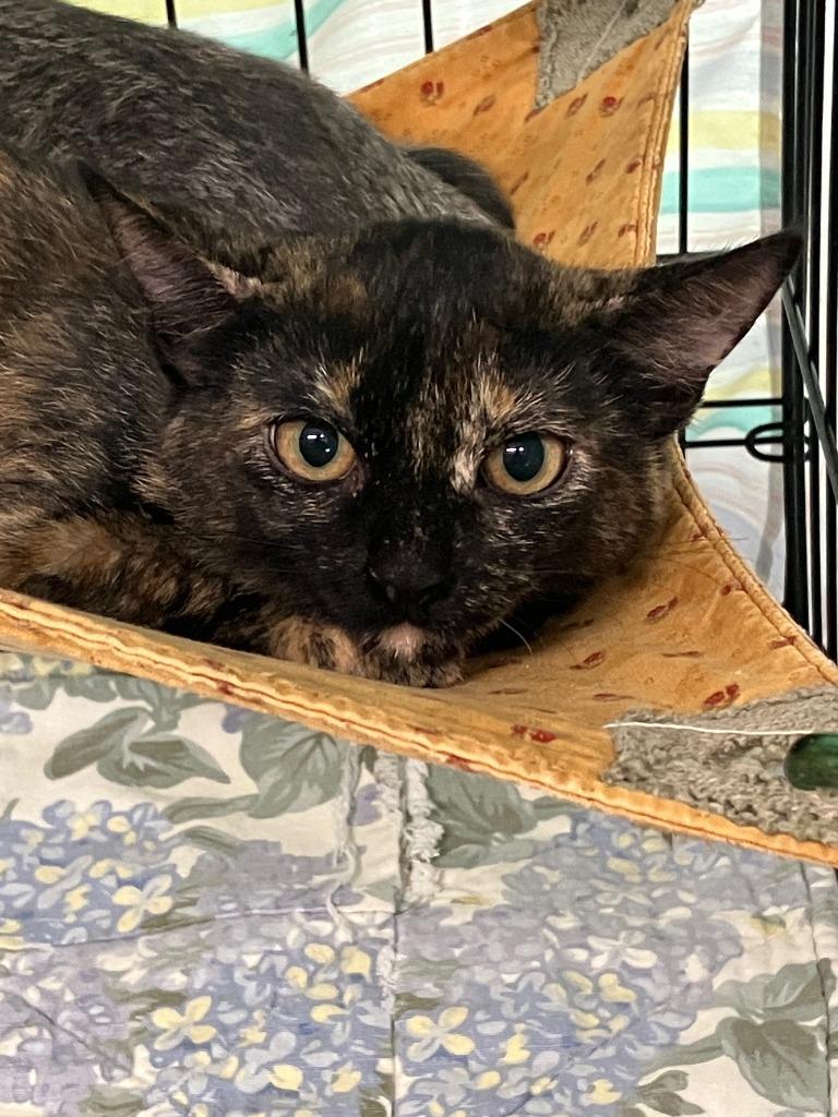 Harriet, Adoptable, Kitten Female Domestic Short Hair.