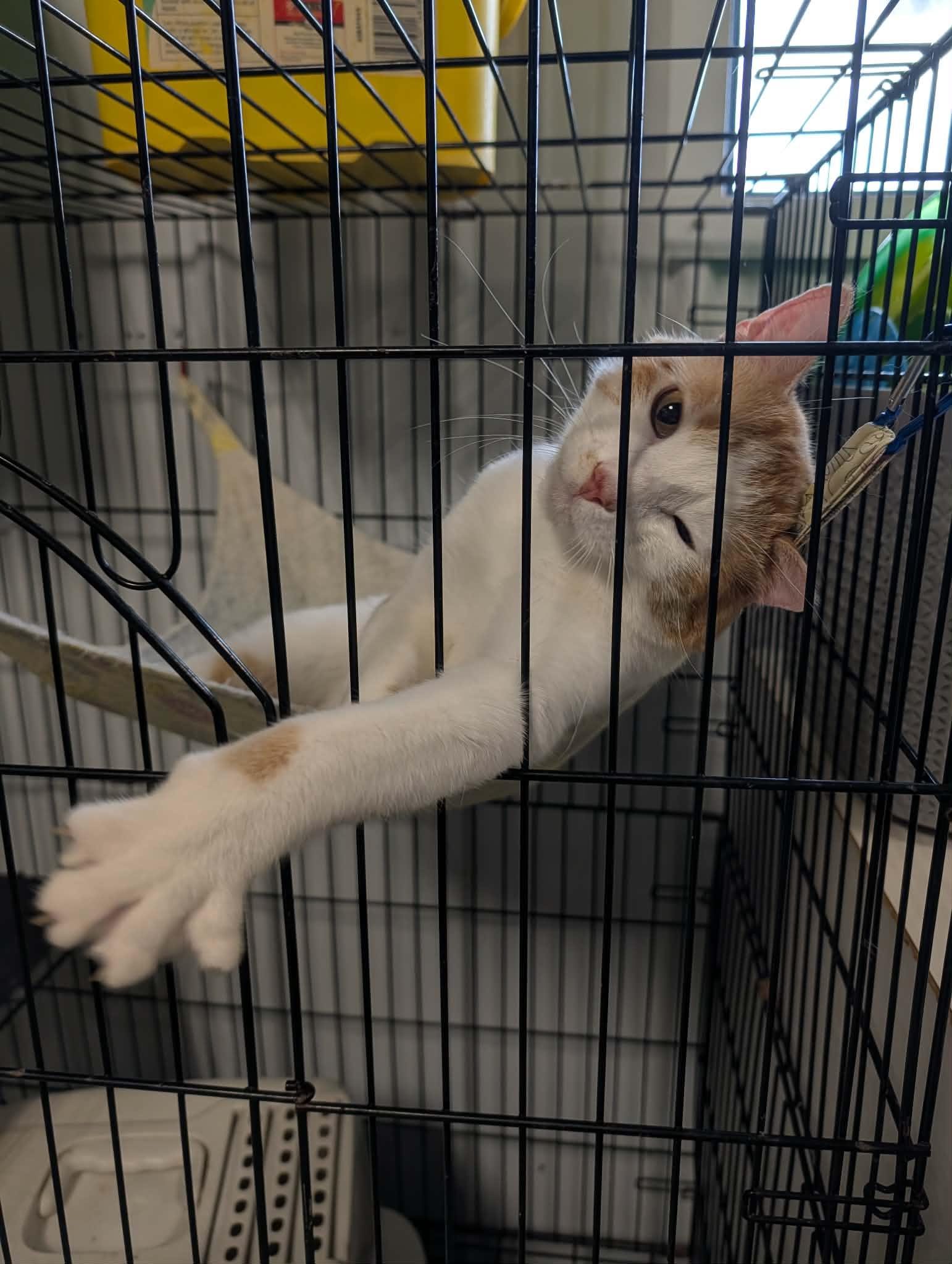 Enrico, Adoptable, Young Male Domestic Short Hair.