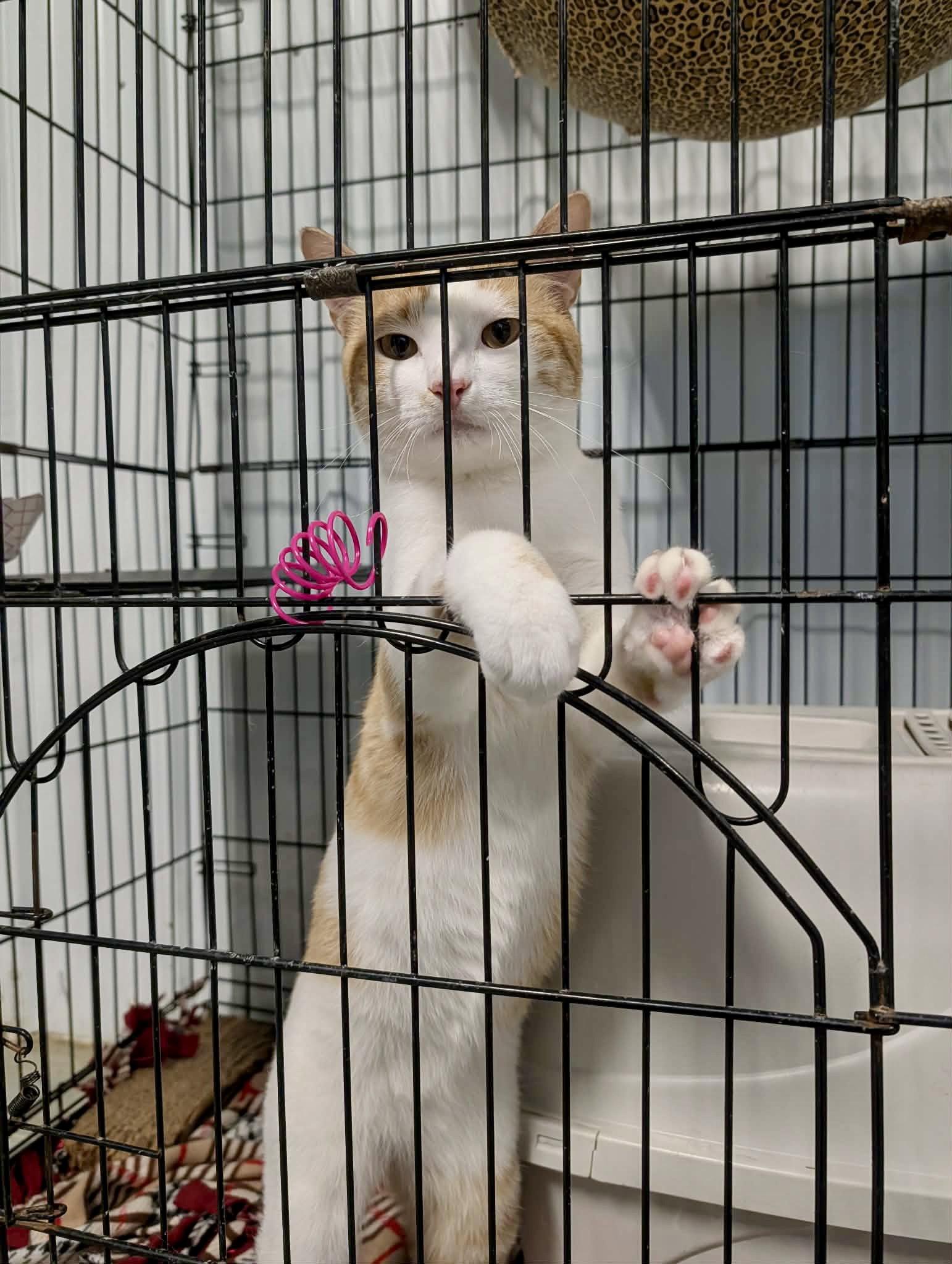 Enlarge Enrico, a Adoptable Domestic Short Hair in Fargo, ND image 2/3