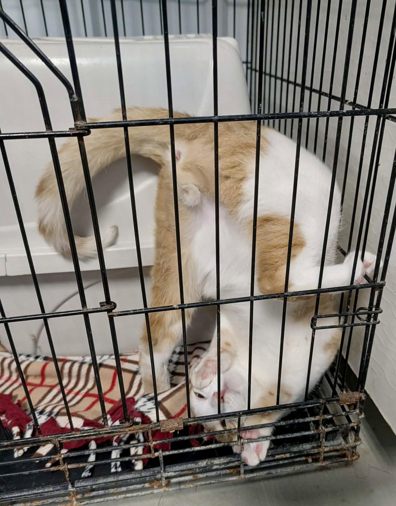 Enlarge Enrico, a Adoptable Domestic Short Hair in Fargo, ND image 3/3