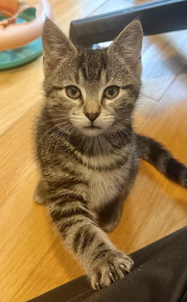 Honey Bun, ADOPTABLE, Kitten Female Tabby & Domestic Short Hair.