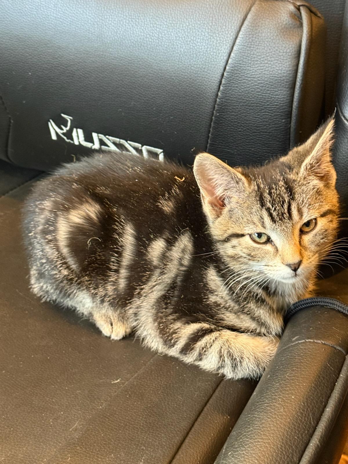 Enlarge Honey Bun, a ADOPTABLE mixed breed in Red Bank, NJ image 3/4