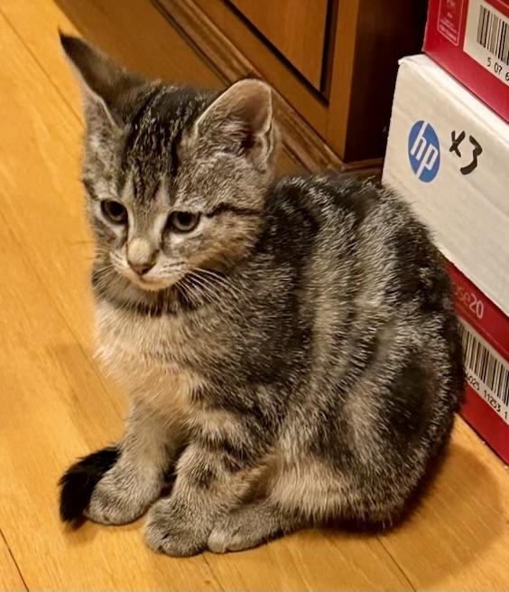 Enlarge Honey Bun, a ADOPTABLE mixed breed in Red Bank, NJ image 4/4