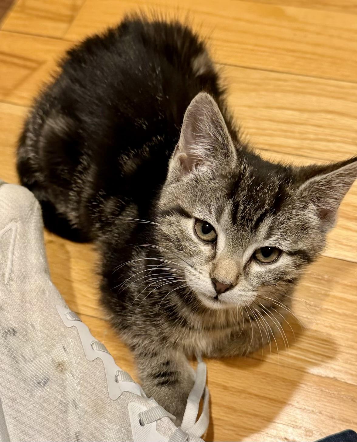 Enlarge Honey Bun, a ADOPTABLE mixed breed in Red Bank, NJ image 2/4