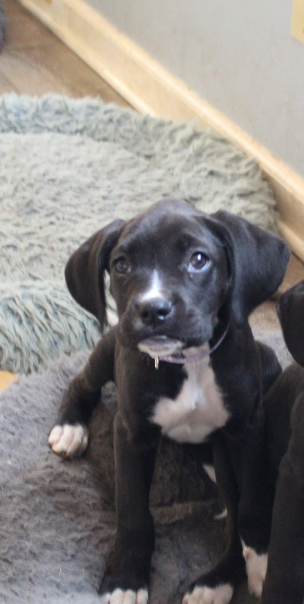 Enlarge Cranberry, a Adopted Boxer in Shakopee, MN image 1/3