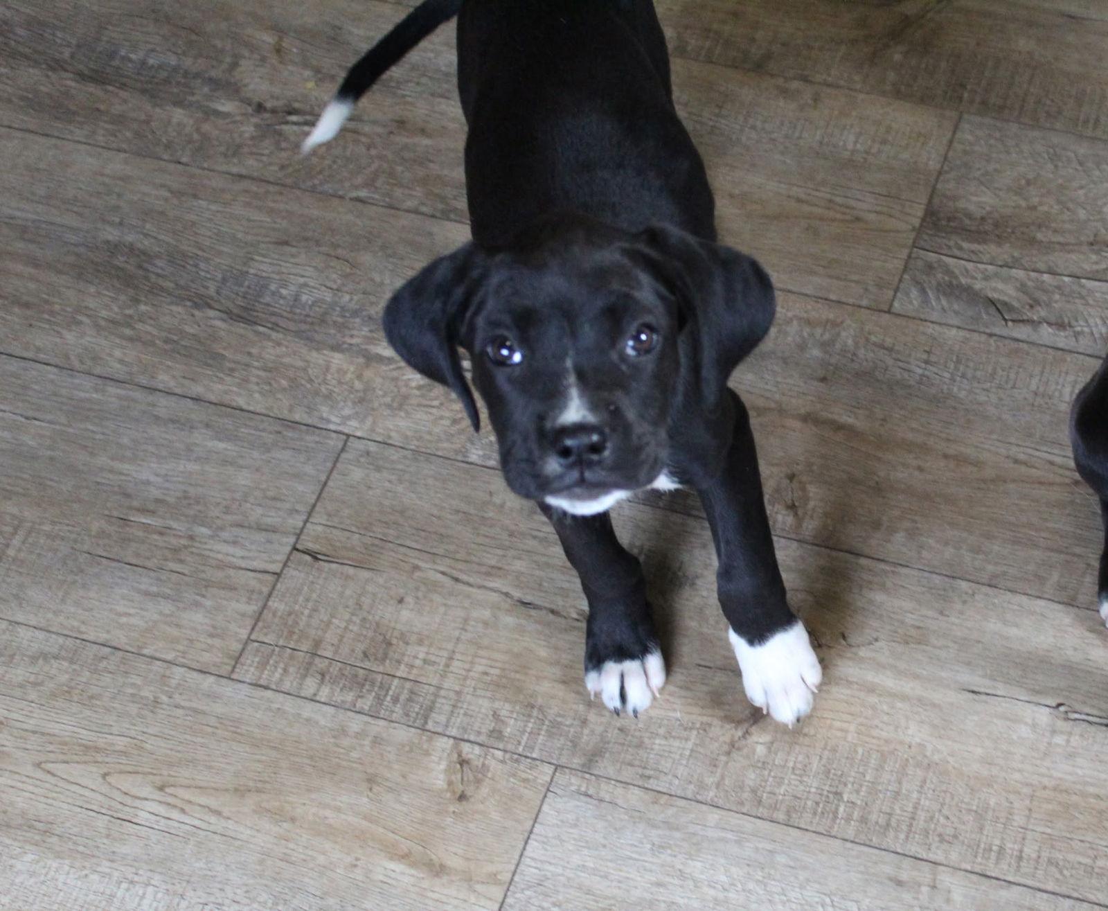 Enlarge Cranberry, a Adopted Boxer in Shakopee, MN image 2/3