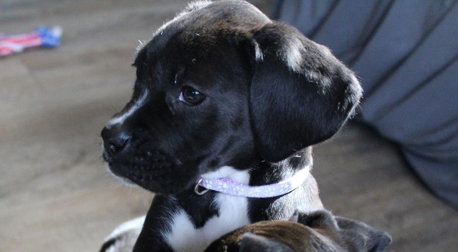 Enlarge Cranberry, a Adopted Boxer in Shakopee, MN image 3/3