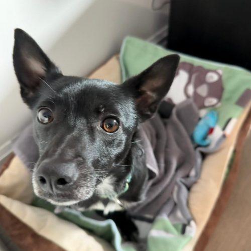 Kkami, Adoptable, Young Male Mixed Breed.
