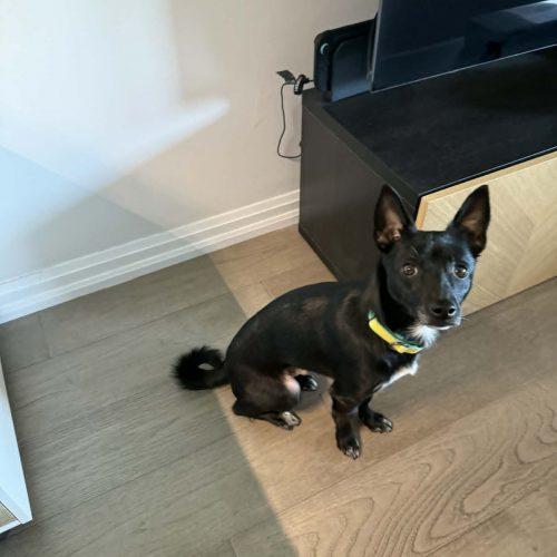 Kkami, a Adoptable mixed breed in Sunderland, ON image 2/5