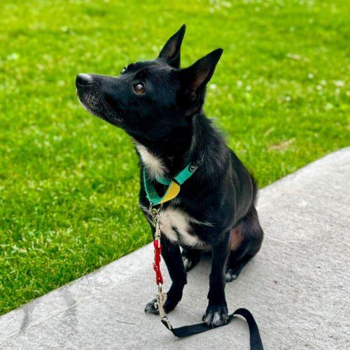 Enlarge Kkami, a Adoptable mixed breed in Sunderland, ON image 1/5