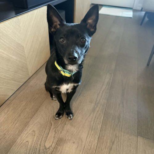 Kkami, a Adoptable mixed breed in Sunderland, ON image 3/5
