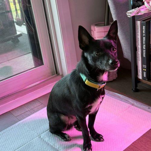 Kkami, a Adoptable mixed breed in Sunderland, ON image 4/5