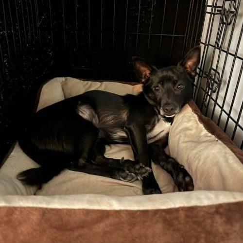 Kkami, a Adoptable mixed breed in Sunderland, ON image 5/5