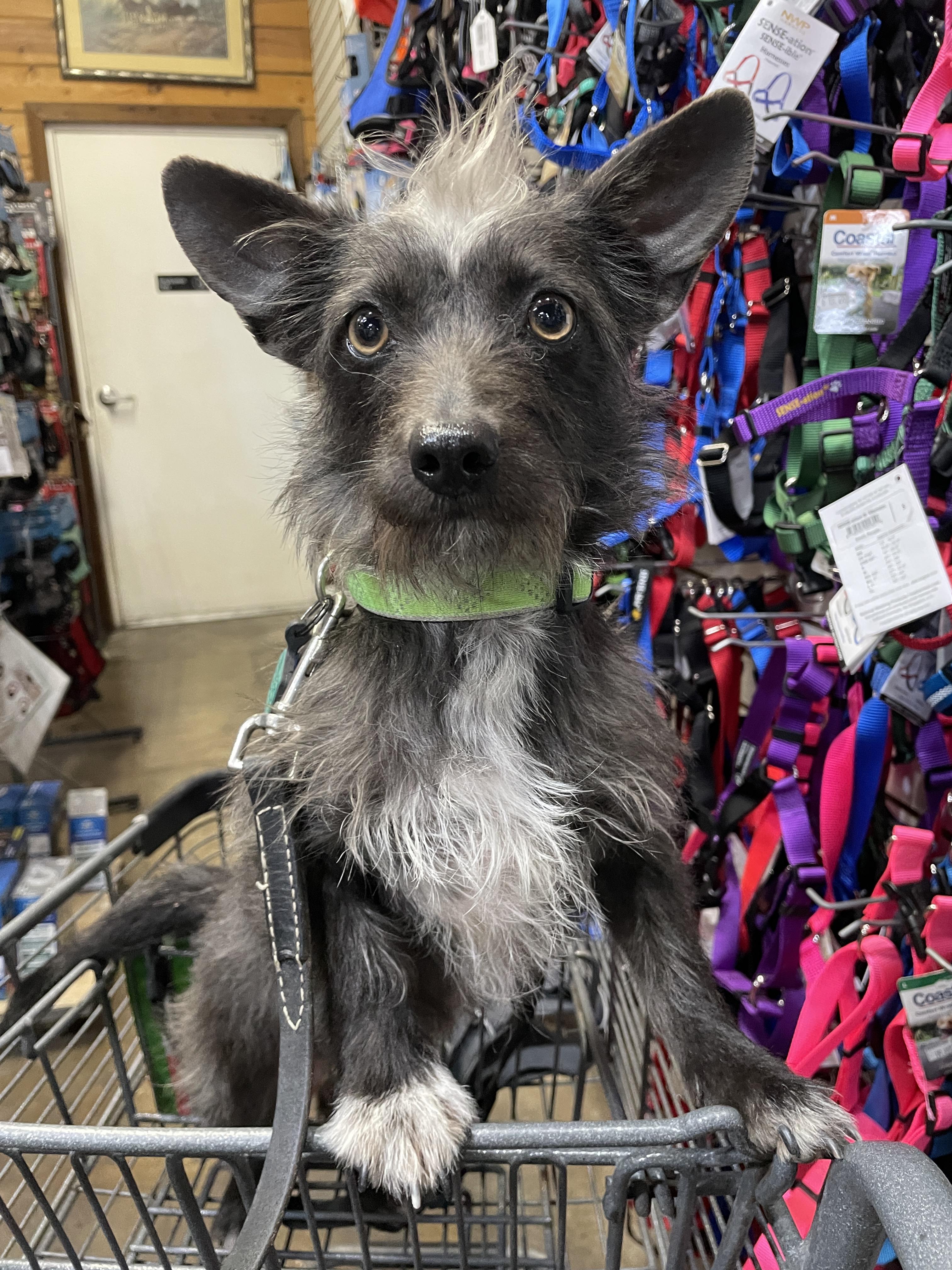 Enlarge Lulu , a ADOPTABLE mixed breed in Petaluma, CA image 1/2