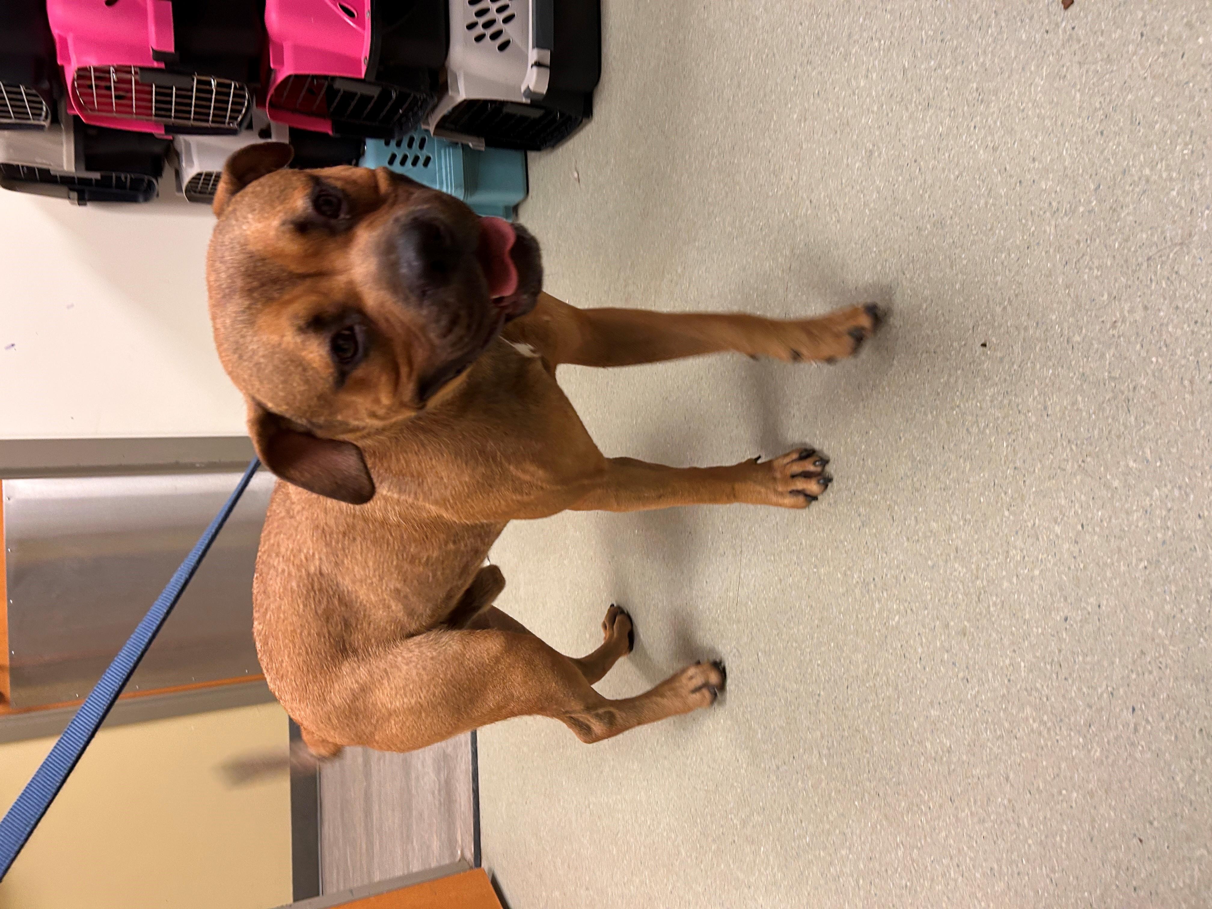 25-0516 "Tonka", Adopted, Adult Male Bulldog.