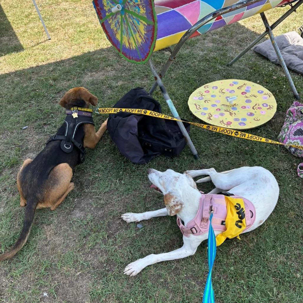 Opalite (CB8), a Adoptable Hound in Windsor, VA image 1/5