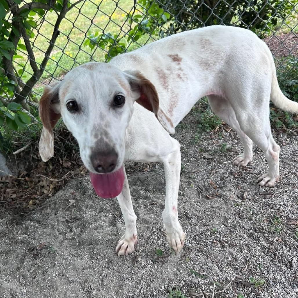 Opalite (CB8), a Adoptable Hound in Windsor, VA image 3/5