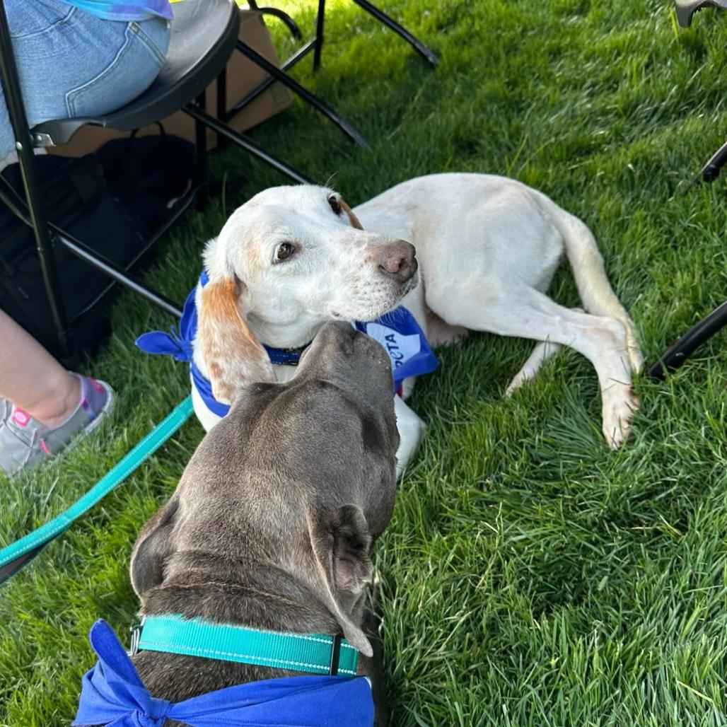Enlarge Opalite (CB8), a Adoptable Hound in Windsor, VA image 4/6