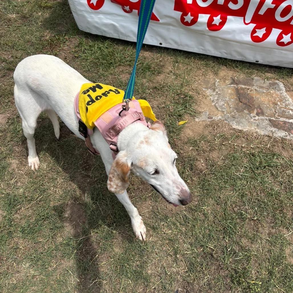 Opalite (CB8), a Adoptable Hound in Windsor, VA image 5/5