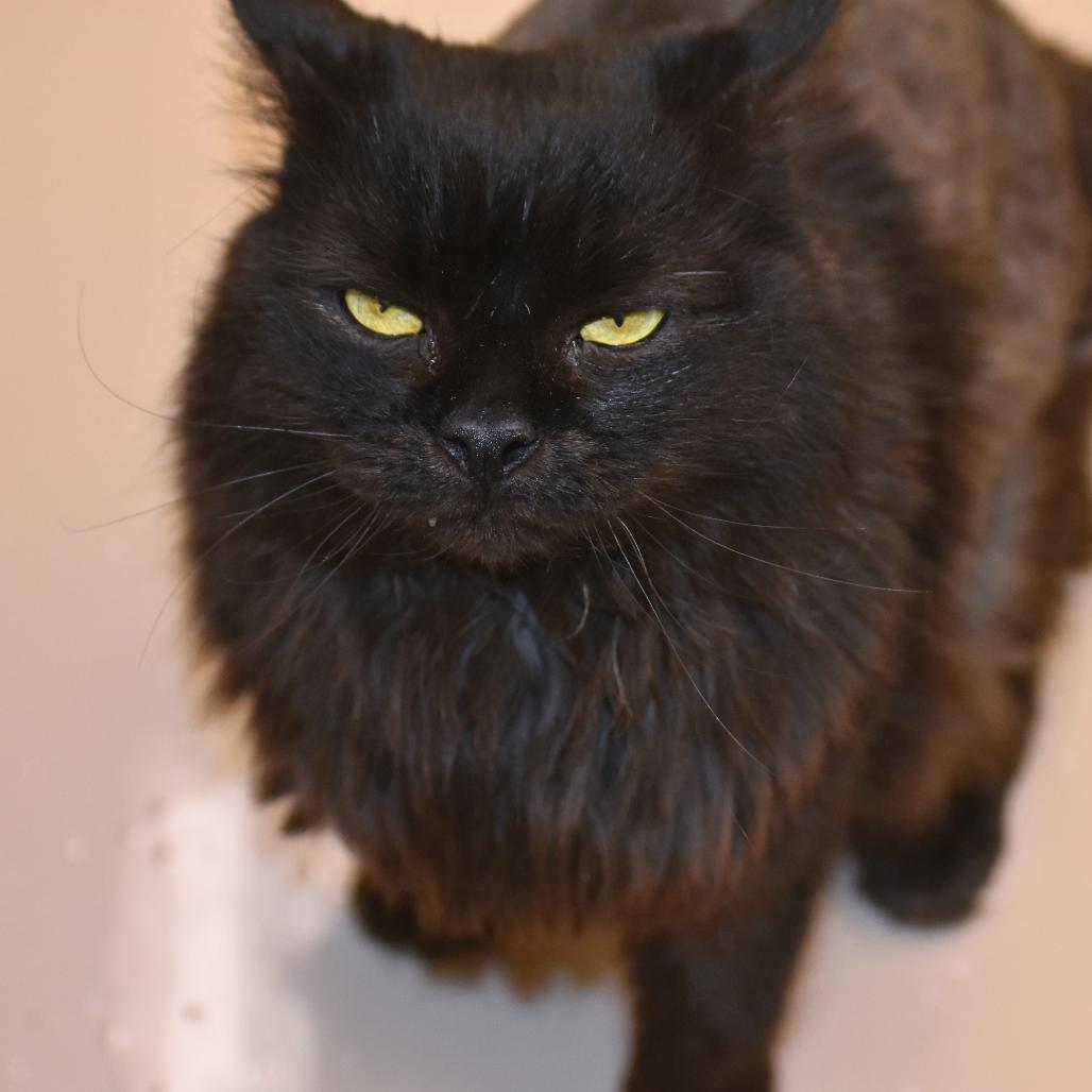 Enlarge Shadow, a Adoptable Domestic Long Hair in Mebane, NC image 1/6