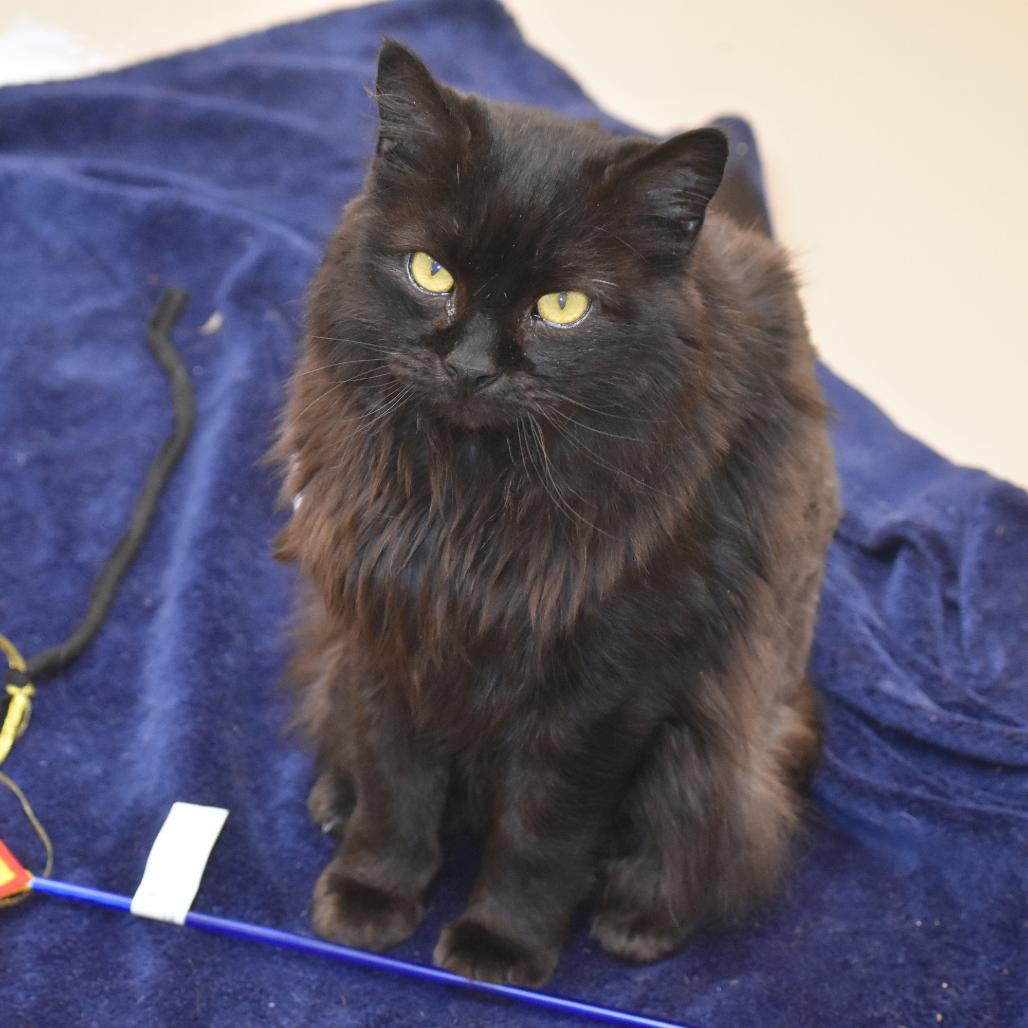 Enlarge Shadow, a Adoptable Domestic Long Hair in Mebane, NC image 2/6