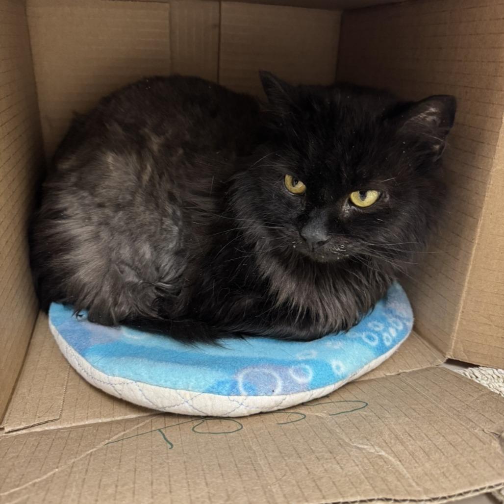 Enlarge Shadow, a Adoptable Domestic Long Hair in Mebane, NC image 3/6