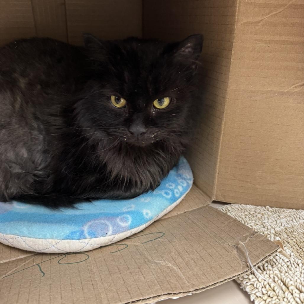 Enlarge Shadow, a Adoptable Domestic Long Hair in Mebane, NC image 4/6