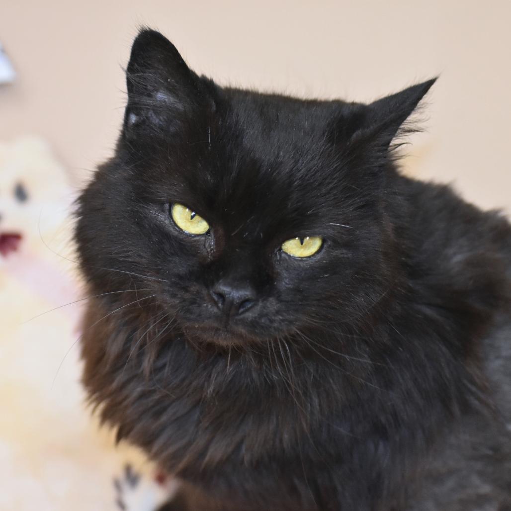 Enlarge Shadow, a Adoptable Domestic Long Hair in Mebane, NC image 5/6