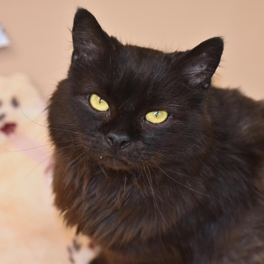 Enlarge Shadow, a Adoptable Domestic Long Hair in Mebane, NC image 6/6