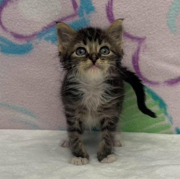 Jessee, adopted, Kitten Male Domestic Short Hair.