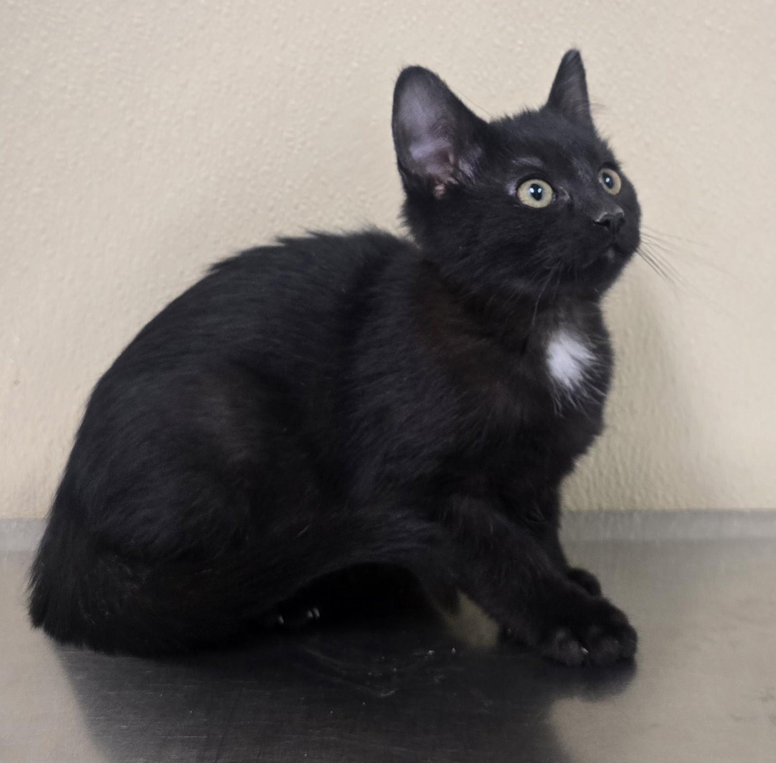 Nolan, adopted, Kitten Male Domestic Short Hair.