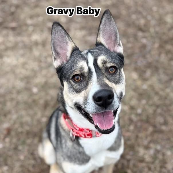 Gravy Baby, Adoptable, Young Female Siberian Husky.