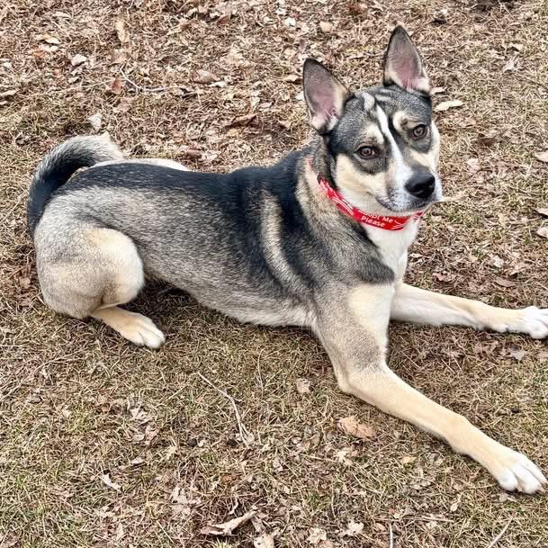 Enlarge Gravy Baby, a Adoptable Siberian Husky in Pekin, IL image 2/6