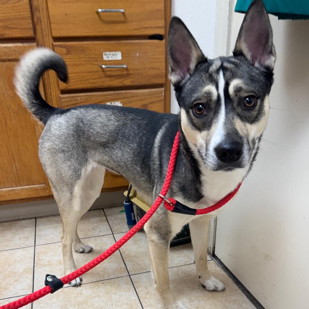 Enlarge Gravy Baby, a Adoptable Siberian Husky in Pekin, IL image 3/6