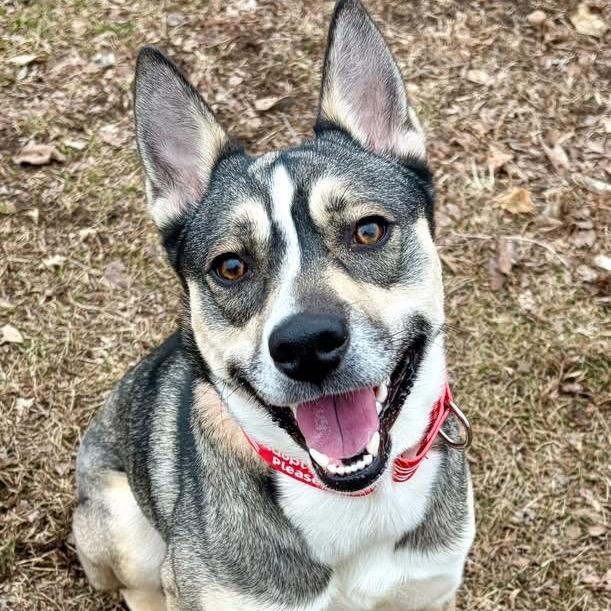 Enlarge Gravy Baby, a Adoptable Siberian Husky in Pekin, IL image 4/6