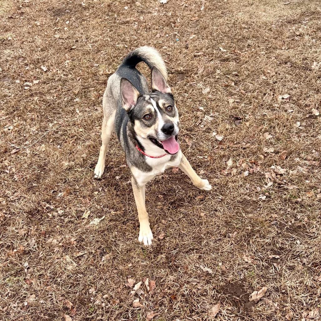 Enlarge Gravy Baby, a Adoptable Siberian Husky in Pekin, IL image 5/6