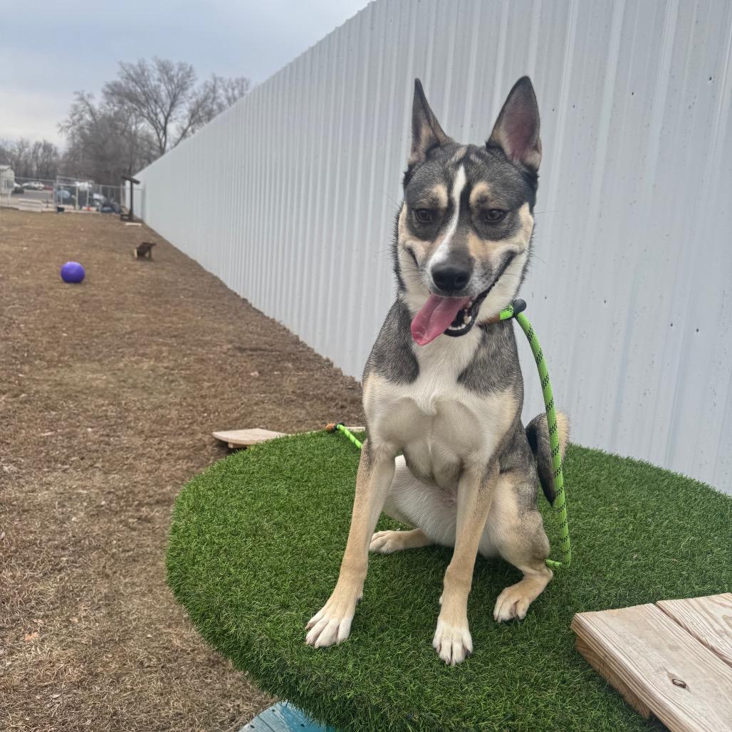 Enlarge Gravy Baby, a Adoptable Siberian Husky in Pekin, IL image 6/6
