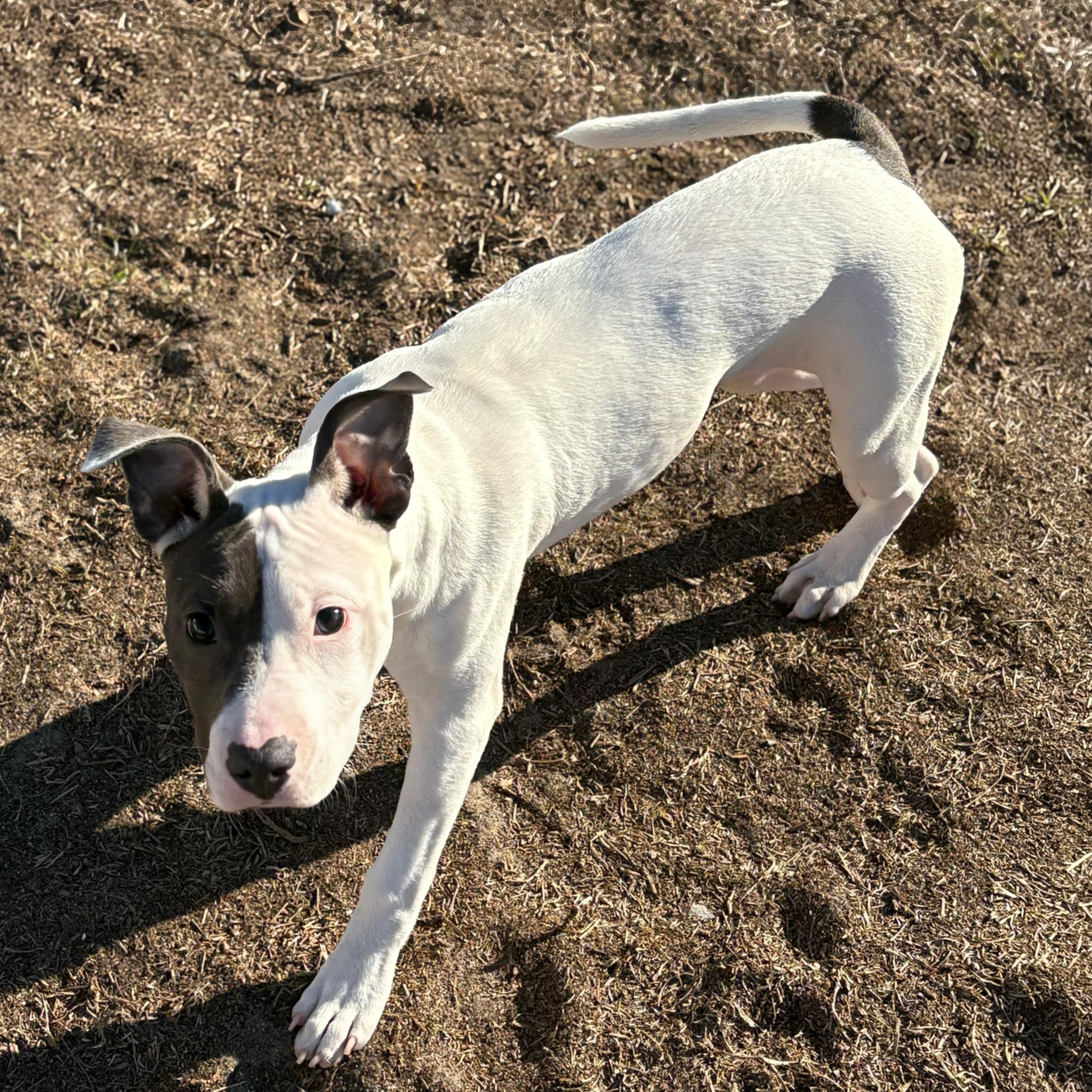 Bubbles, adopted, Puppy Female Pit Bull Terrier.