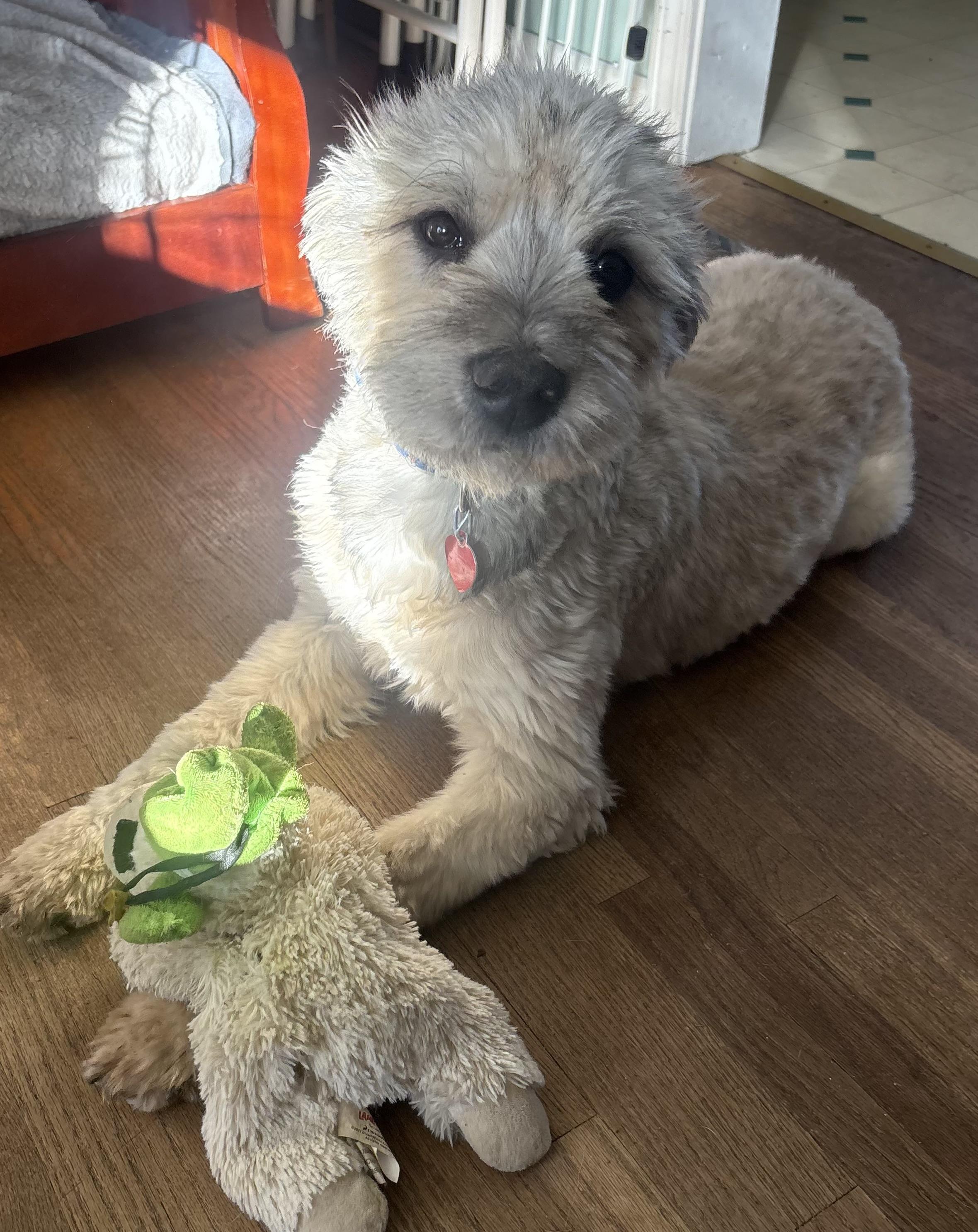 Enlarge Truffle: Sweetest fur baby ever! , a ADOPTABLE mixed breed in Franklin, TN image 4/4