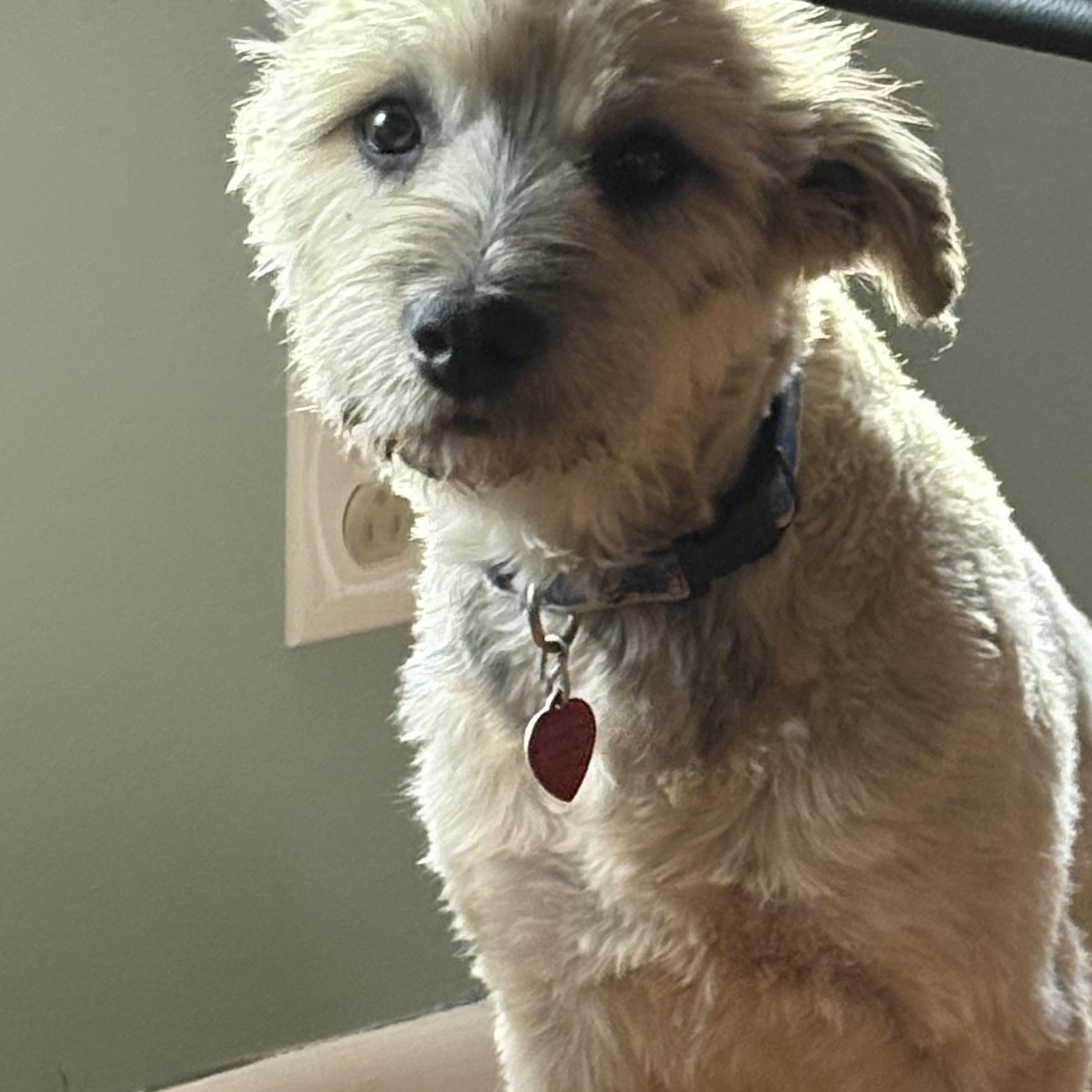 Truffle: Sweetest Fur Baby thumbnail 2