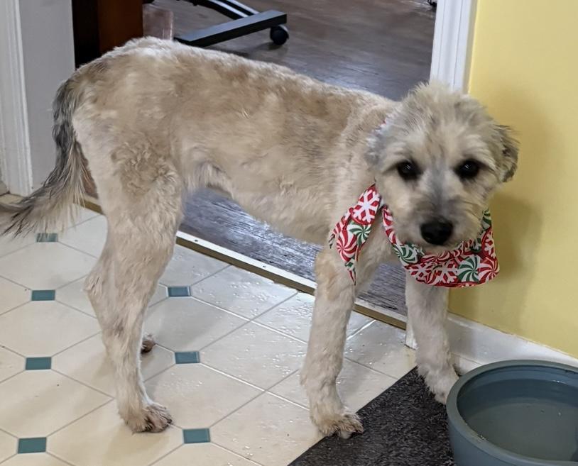 Truffle, ADOPTABLE, Young Female Schnoodle.