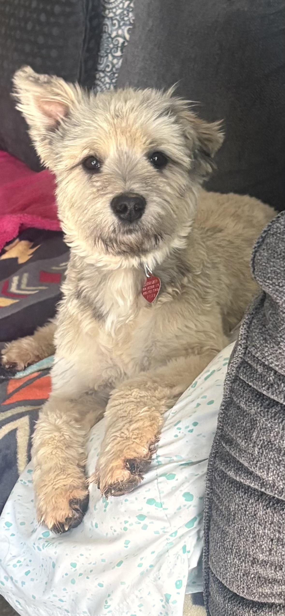 Enlarge Truffle: Sweetest fur baby ever! , an adopted mixed breed in Franklin, TN image 1/5