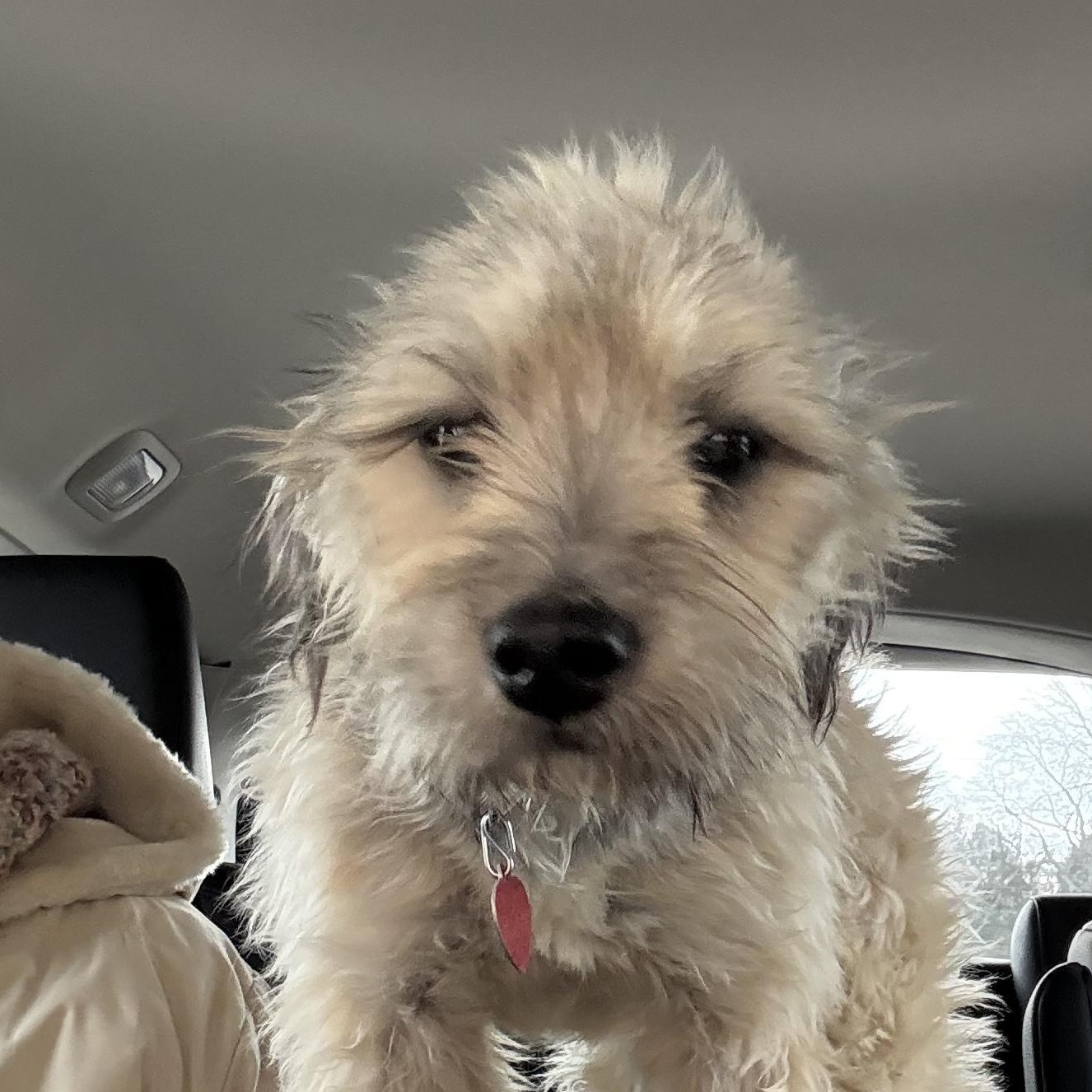 Truffle, a ADOPTABLE mixed breed in Franklin, TN image 2/2