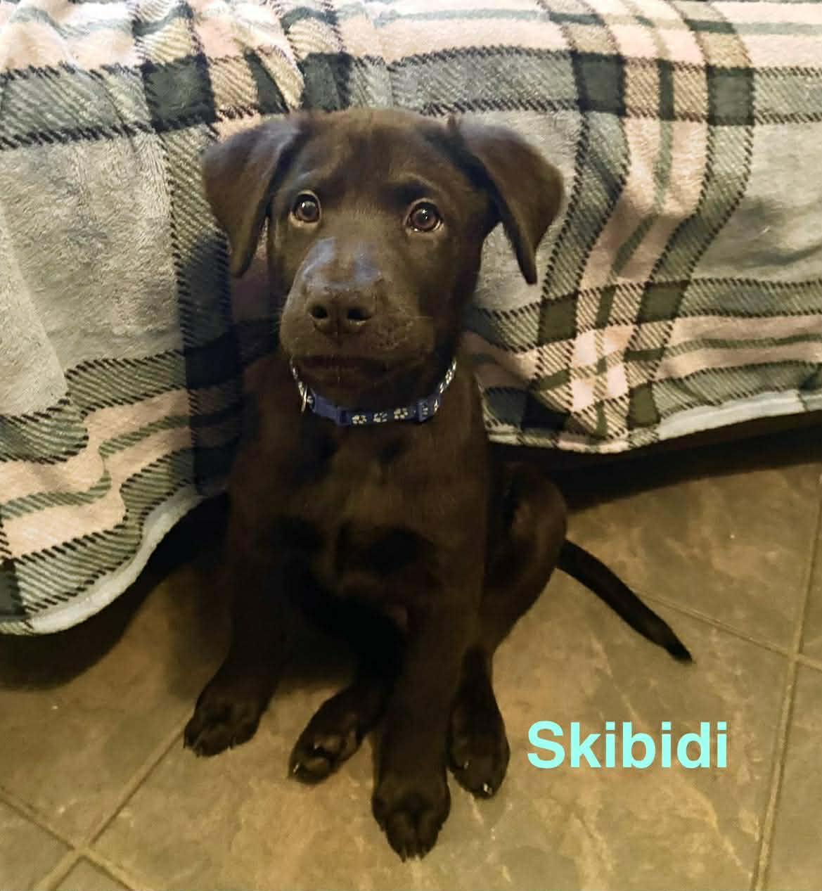 SKIBIDI, ADOPTABLE, Puppy Male Catahoula Leopard Dog & Labrador Retriever.