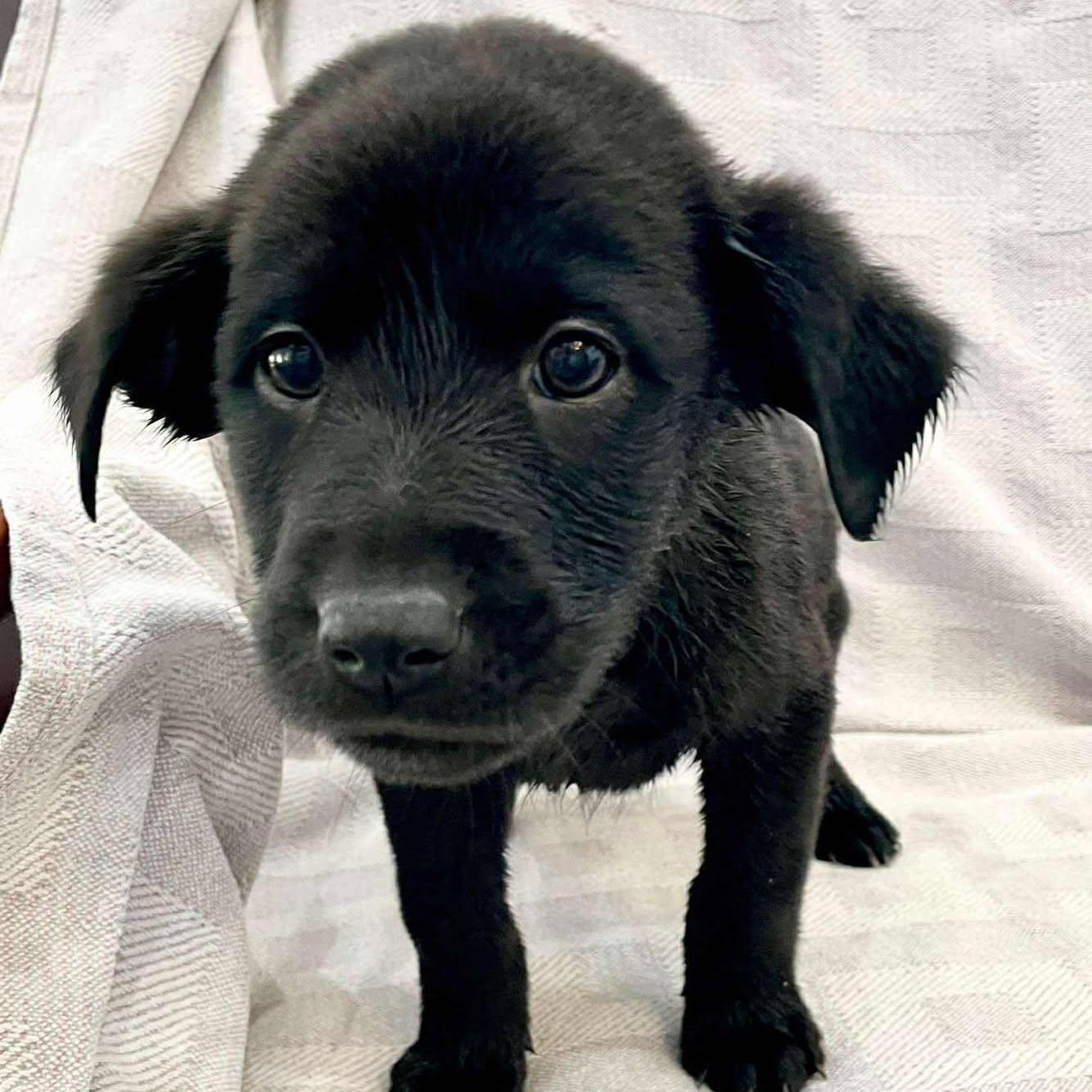 SKIBIDI, ADOPTABLE, Puppy Male Catahoula Leopard Dog & Labrador Retriever.