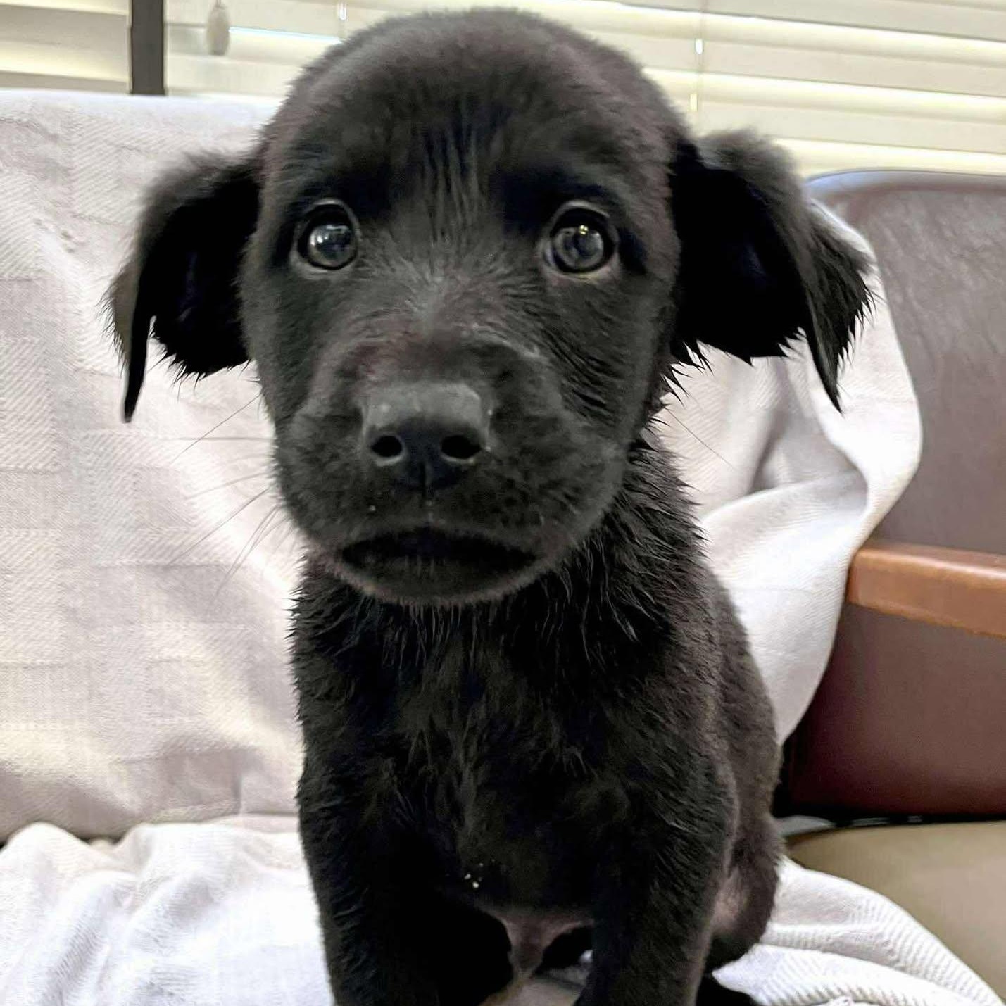 SKIBIDI, a ADOPTABLE mixed breed in Madisonville, LA image 2/2