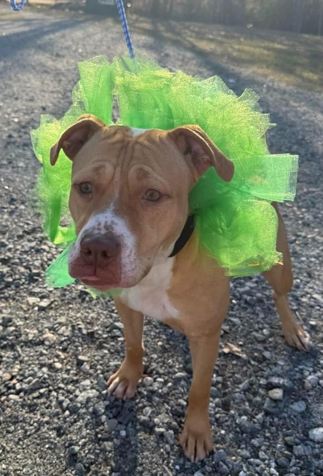 2025-297 Bambi, Adoptable, Young Female Pit Bull Terrier.